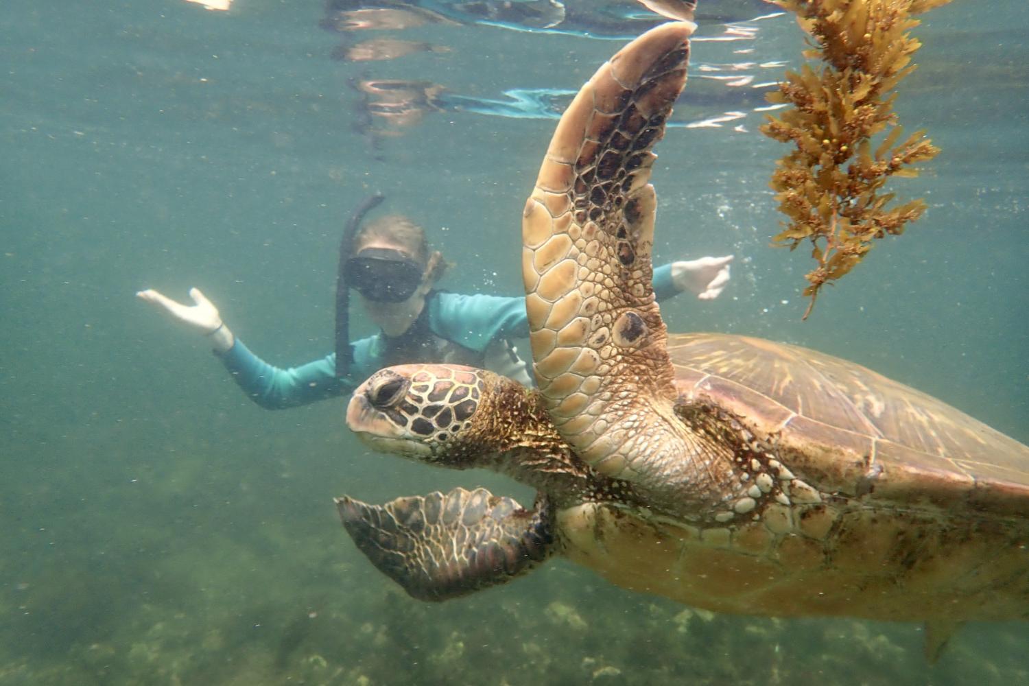 一名<a href='http://m.tiemles.com'>bv伟德ios下载</a>学生在Galápagos群岛游学途中与一只巨龟游泳.